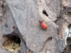 Zenodosus sanguineus