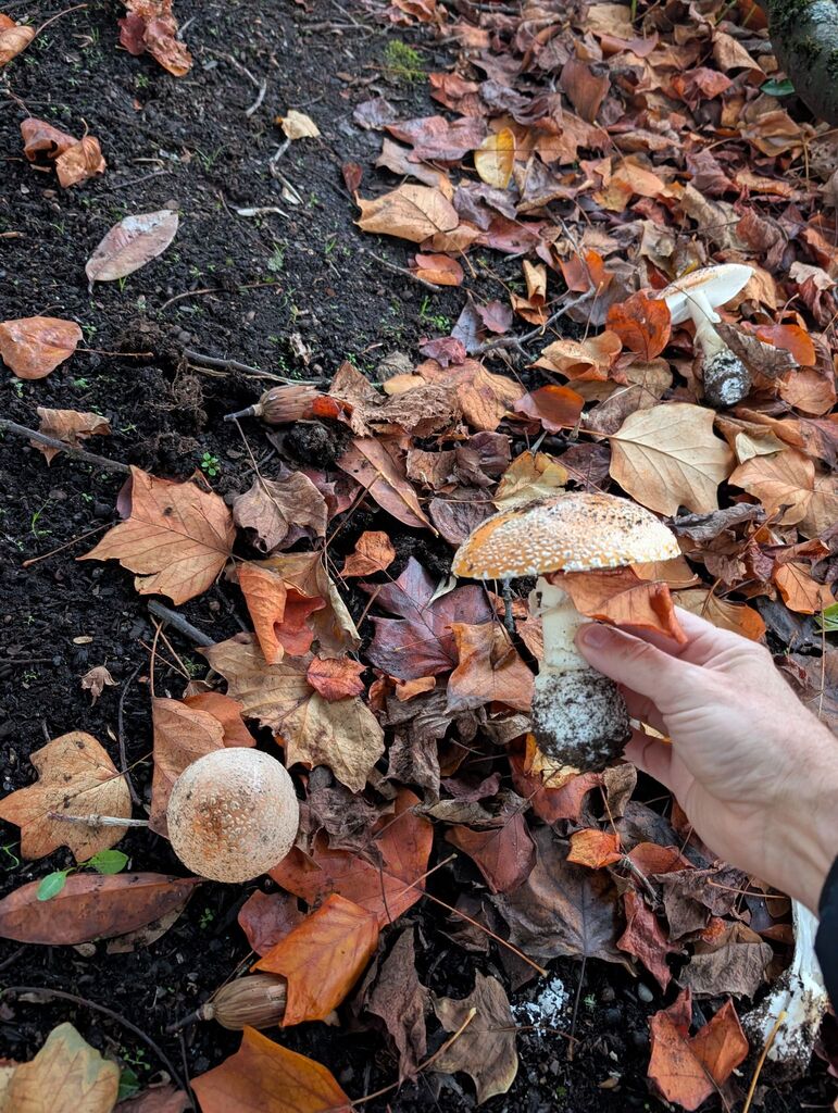 Amanita muscaria flavivolvata · November 2025 · photo: © michaelshan (iNaturalist, cc-by-nc)