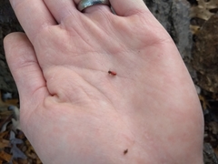 Zenodosus sanguineus