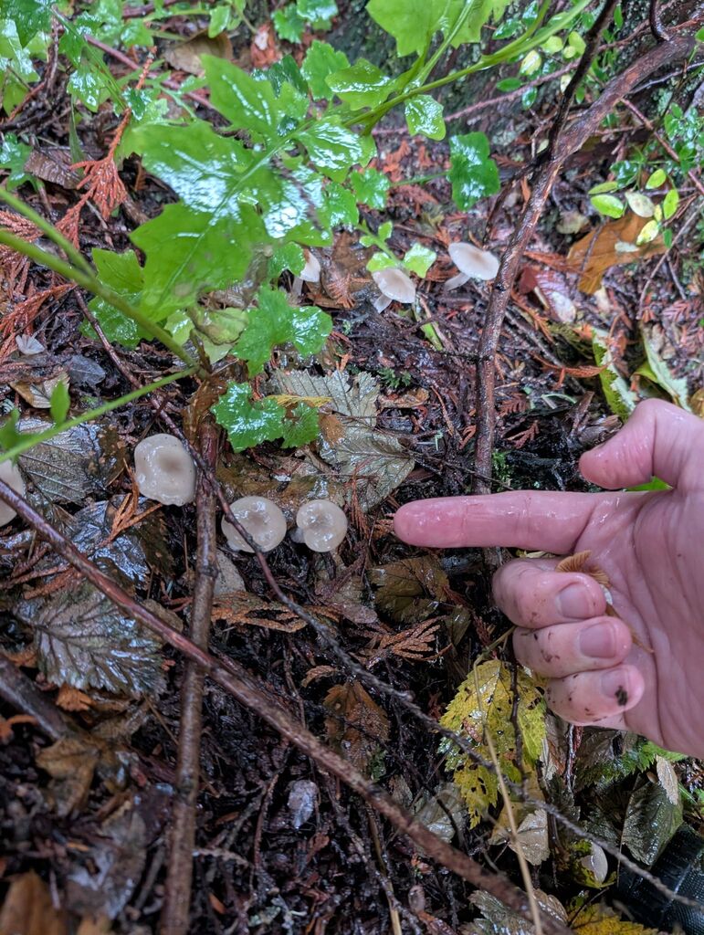 Clitocybe sp. 'CA01' · November 2025 · photo: © michaelshan (iNaturalist, cc-by-nc)