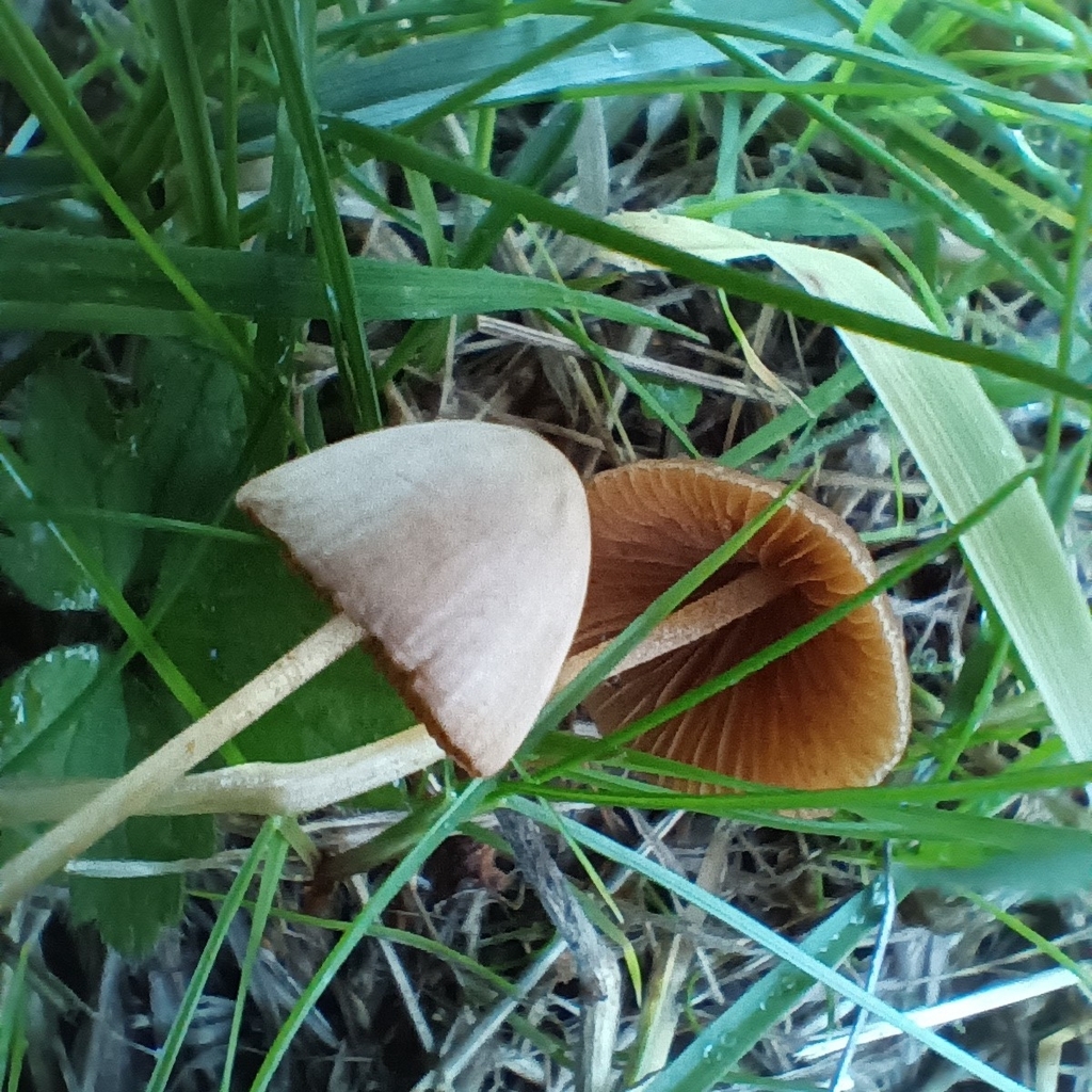 Conocybe · November 2025 · photo: © considerthelilies (iNaturalist, cc-by)