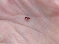 Zenodosus sanguineus