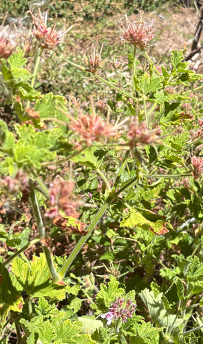 Pelargonium vitifolium, photograph 6
