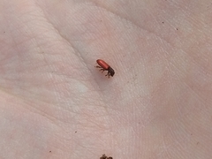 Zenodosus sanguineus