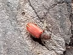 Zenodosus sanguineus