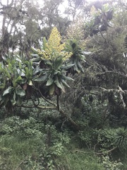 Dendrosenecio