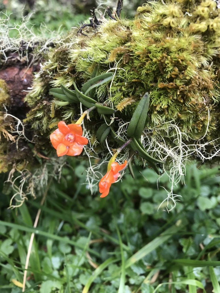 Mirella's Orchid