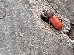 Zenodosus sanguineus