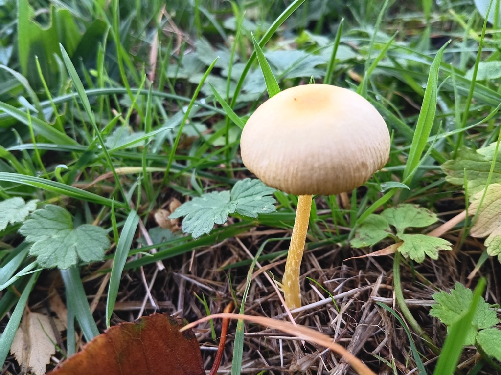 Bolbitius titubans · November 2025 · photo: © considerthelilies (iNaturalist, cc-by)