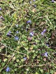 Lobelia