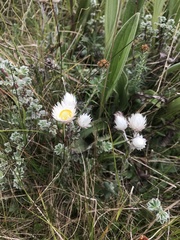 Asteraceae