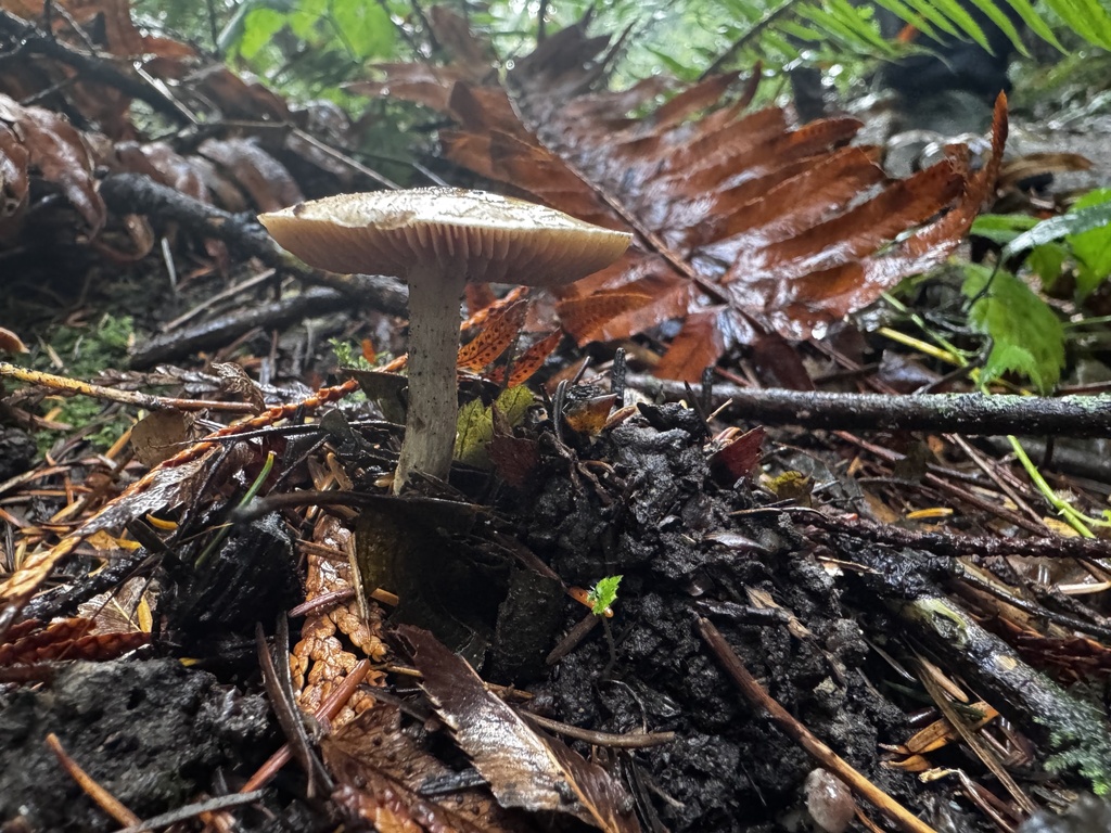 Pluteus exilis · November 2025 · photo: © jessleone (iNaturalist, cc0)