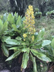 Asteraceae