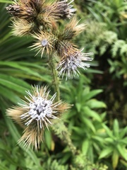 Asteraceae