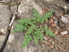Phacelia congesta