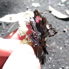 Parides erithalion polyzelus