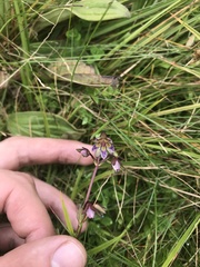 Angiospermae
