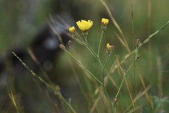 Hieracium commersonii