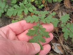 Phacelia congesta