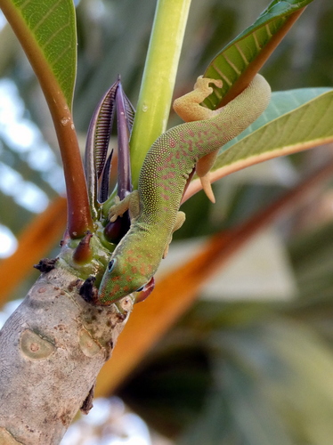 Zanzibar Day Gecko, Phelsuma dubia
