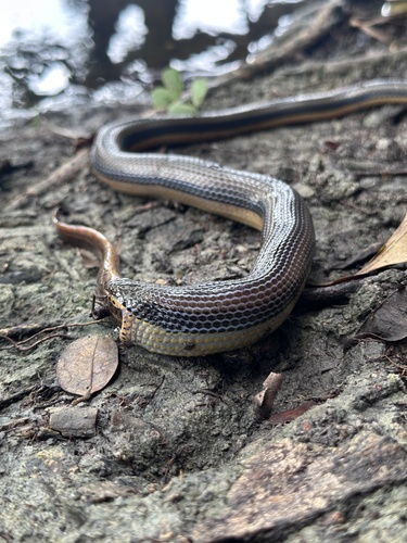 Five-striped Snake