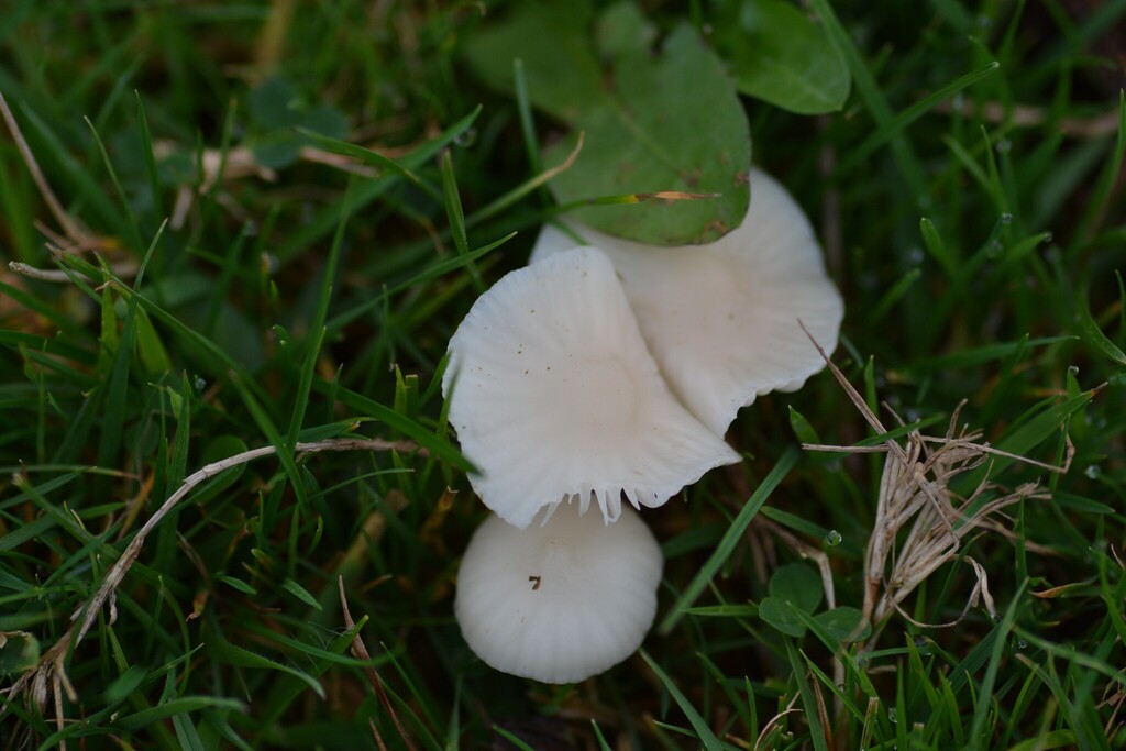 Cuphophyllus virgineus · November 2025 · photo: © willt98 (iNaturalist, cc-by)