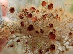 Teloschistes capensis