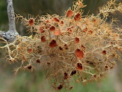 Teloschistes capensis