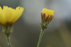 Hieracium commersonii