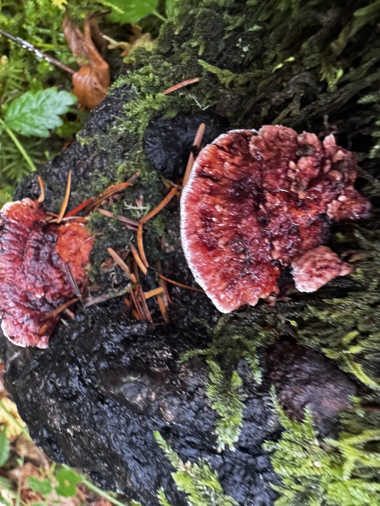 Fomitopsis cajanderi · November 2025 · photo: © jessleone (iNaturalist, cc0)