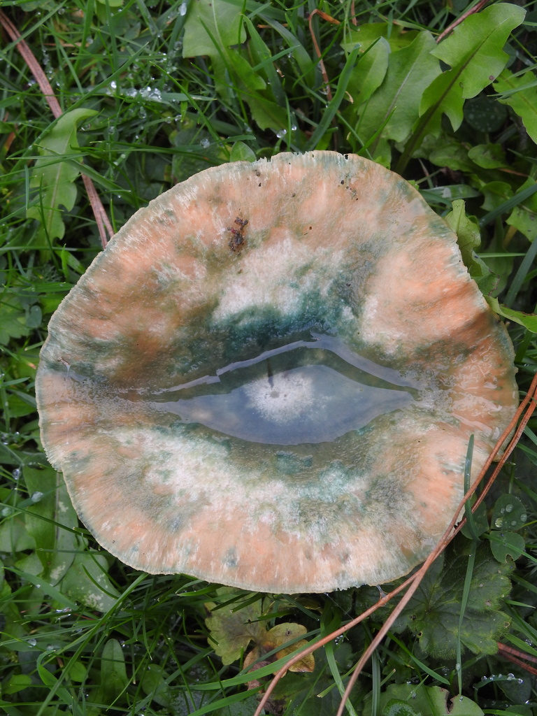 Lactarius semisanguifluus