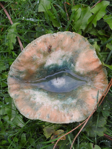 Lactarius semisanguifluus — (c) Cara Ennis, some rights reserved (CC BY)