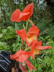 Gladiolus × hortulanus