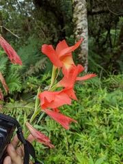 Gladiolus × hortulanus