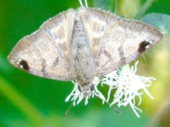 Arteurotia tractipennis