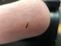 Cryptoneossa triangula