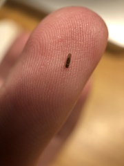 Cryptoneossa triangula