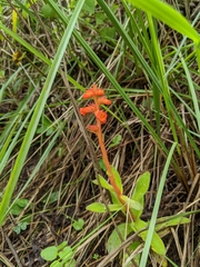 Sinningia allagophylla