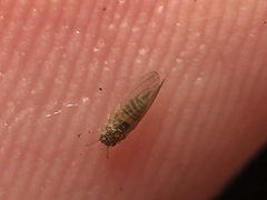 Cryptoneossa triangula