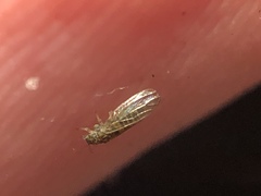 Cryptoneossa triangula