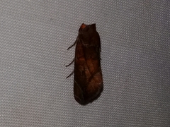 Hemicephalis