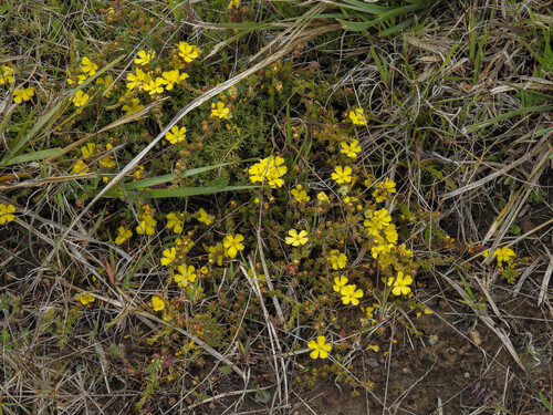 bundled guinea-flower (Hibbertia prostrata)