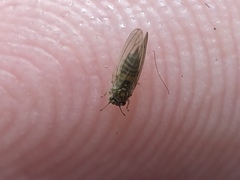 Cryptoneossa triangula