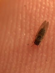 Cryptoneossa triangula