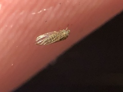 Cryptoneossa triangula