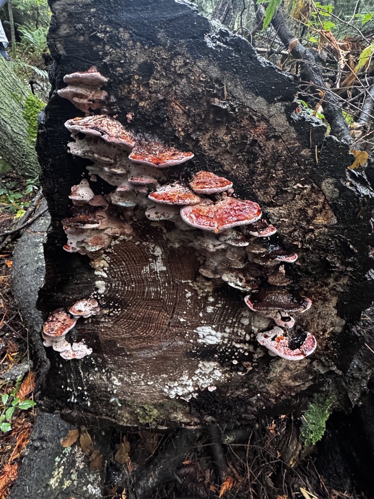 Fomitopsis cajanderi · November 2025 · photo: © jessleone (iNaturalist, cc0)