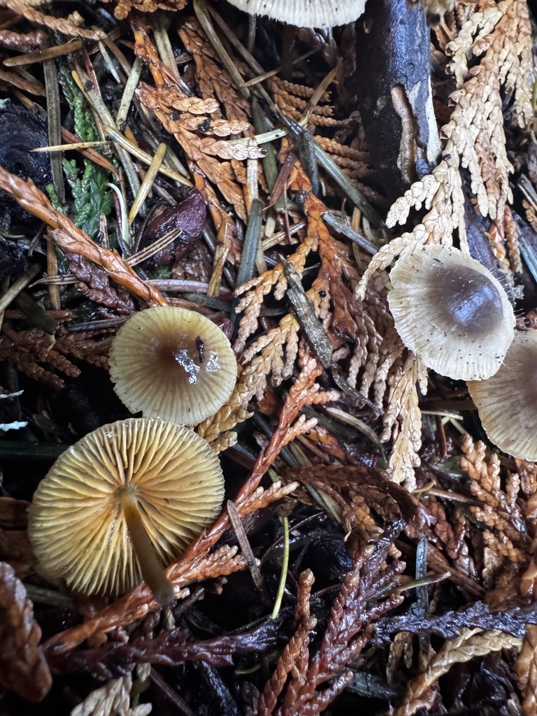 Mycena aurantiomarginata
