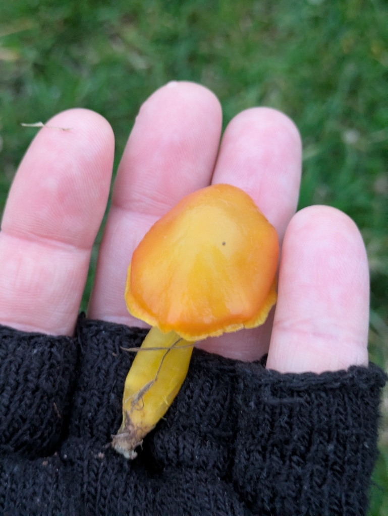 Hygrocybe chlorophana · November 2025 · photo: © djgwild (iNaturalist, cc-by)