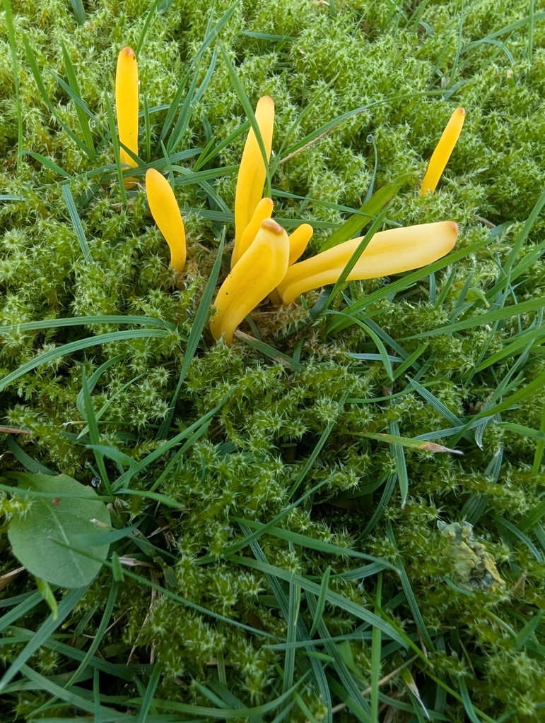 Clavulinopsis helvola · November 2025 · photo: © ohwhen (iNaturalist, cc-by)