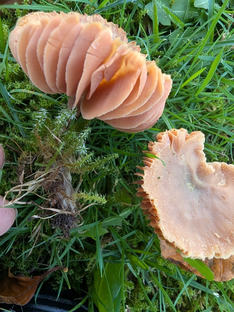 Laccaria laccata · November 2025 · photo: © ohwhen (iNaturalist, cc-by)